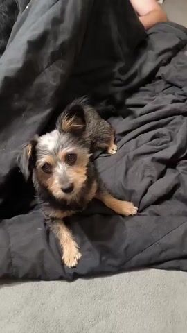 A small, scruffy dog with tan, black, and white fur is lying on a dark gray blanket. The dog is looking towards the camera with its head slightly tilted. The blanket appears to be on a bed, as indicated by a gray surface beneath the blanket and a wooden headboard or frame at the bottom of the frame. The dog's paws are visible, and it is partially covered by the blanket. The lighting is dim, suggesting an indoor environment, possibly a bedroom.