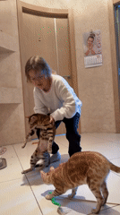 Child plays with cats at home in Sinyavino