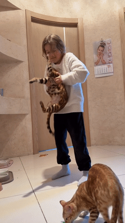 Child plays with cats at home in Sinyavino
