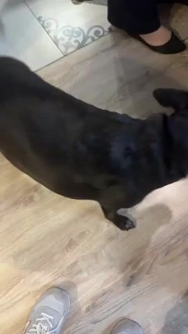 A black dog walks across a wooden floor. A person's feet wearing gray sneakers are visible in the foreground. A cat with gray fur is visible in the upper right portion of the frame, sniffing at the floor.