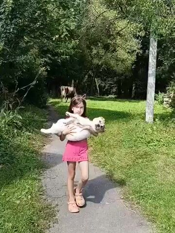 A young girl wearing a pink dress and cat ear headband walks along a gravel path, carrying a light-colored dog. The dog is held upside down, with its paws in the air. The girl is looking at the camera. In the background, there are trees, grass, and a cow. The sun is shining, indicating it is daytime.