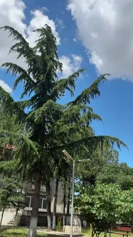 The video begins with a shot of a large evergreen tree against a blue sky with white clouds. The camera then pans to the right, showing more trees and greenery. The view shifts to a concrete structure with a large tree growing from its top, silhouetted against the sky. The camera continues to pan upwards, focusing on the tree and the sky. Finally, the video ends with a close-up shot of the tree and the sky.