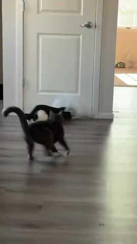 The video shows two cats near a closed white door with a silver doorknob. One cat, primarily grey with white paws, is standing and looking towards the door, with its tail curled up. It is in a dynamic pose, with its body slightly bent and one hind leg extended. Another cat, black and white, is lying down behind the grey cat, partially obscured by a clear plastic bag. The floor is made of grey laminate wood. Sunlight streams in from an open doorway to the right, illuminating dust motes and casting shadows on the floor. In the background through the open doorway, a room is visible with a rug, some bags, and natural light. The scene appears to be indoors, likely in a home in Fife, USA. The overall mood is one of playful curiosity, as the cats seem intrigued by something beyond the door or the plastic bag. There is no visible text in the video.
