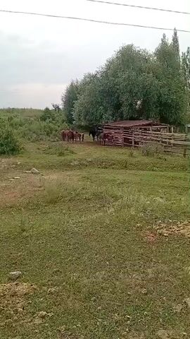 A herd of horses gathers near a wooden enclosure and a structure of what appears to be unfinished wood construction. The horses are a mix of brown and black and some are inside the enclosure while others are outside. The environment is a grassy field with trees in the background and what appears to be a cloudy sky.