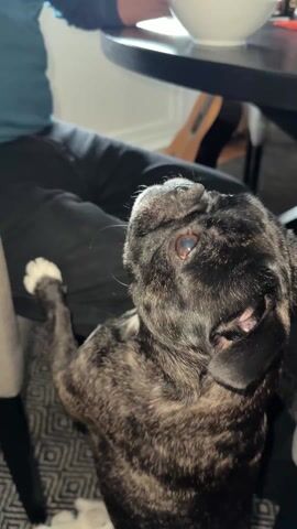A brindle pug-like dog with a white paw is standing on its hind legs, its paw resting on a person’s lap. The person is seated at a black circular table with a white bowl on it. The dog looks up towards the table, presumably at the person or the food. A guitar leans against a wall in the background. The scene is shot from a low angle, emphasizing the dog's upward gaze. The dog’s fur appears to be dark with light and dark brown patterns, and its head is mostly black. The person is wearing black pants and a teal shirt. The floor has a geometric pattern rug.