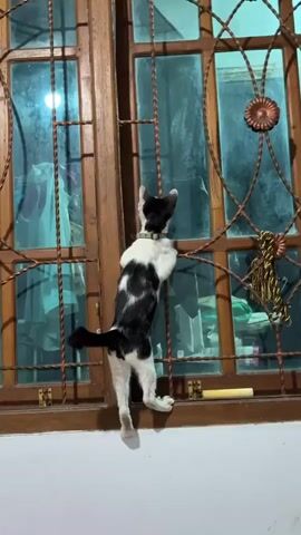 A black and white cat is clinging to the bars of a wooden-framed window, looking out. The cat's front paws are on the vertical bars, and its back legs are on the window ledge. The window has decorative metalwork. The background through the window is blurred, but appears to show indoor elements with some blueish light.
