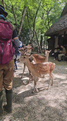 Early morning deer activity documented across Nara Park shrine grounds