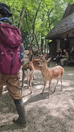 Early morning deer activity documented across Nara Park shrine grounds