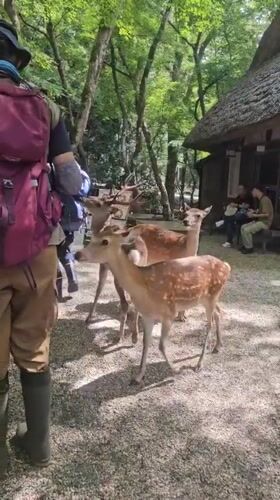 Early morning deer activity documented across Nara Park shrine grounds
