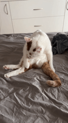 White cat with brown markings grooming on bed in Sofia