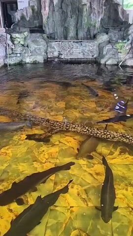 The video shows a large pool filled with murky, yellow-tinted water. Several large, dark-colored fish are swimming slowly in the pool. The pool floor is tiled with what appears to be yellow marble. A long, slender object, possibly a log or a pipe with a textured surface, lies across the center of the pool. In the background, there's an artificial rock formation with a small water feature that is not actively running. The overall lighting is dim, and the video seems to be taken from an elevated position looking down into the pool. There is minimal visible activity, just the slow movement of the fish in the water.