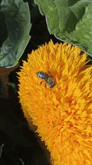 Late summer garden in full bloom, bees and a cat included
