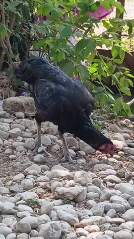 A black chicken pecks at the ground among rocks and vegetation.