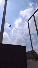Storks observed nesting on silo in Uzbekistan village