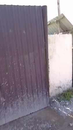 Storks observed nesting on silo in Uzbekistan village