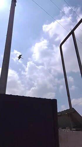 Storks observed nesting on silo in Uzbekistan village