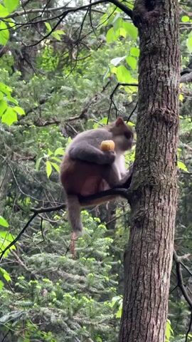 A monkey sits on a tree branch, holding and eating a yellow object. The monkey has gray-brown fur, a red hind area, and a long tail. The tree it's perched on has thick, textured bark. Surrounding the tree are green leaves and other trees, creating a dense forest environment. The video appears to be shot from below, looking up at the monkey in the tree. Voices can be heard in the background.