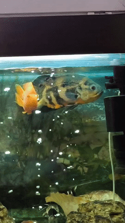 Freshwater aquarium with cichlids, plus two unrelated street-level scenes