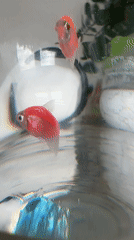 Colorful GloFish observed swimming in glass container in Uchaly