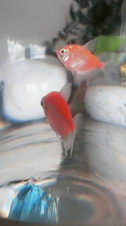Colorful GloFish observed swimming in glass container in Uchaly