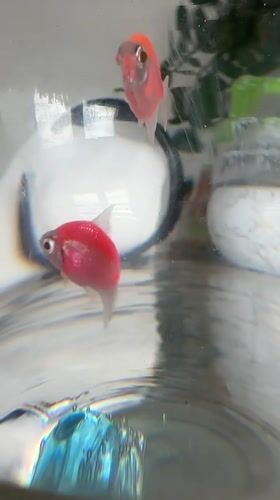 Colorful GloFish observed swimming in glass container in Uchaly