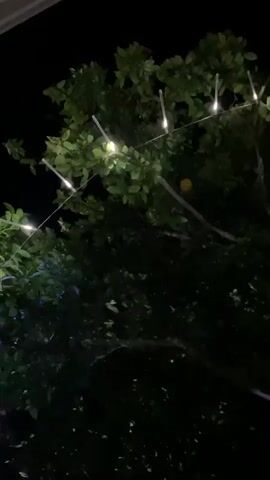 A video recording captures a tree at night. The leaves of the tree are green and appear dense. There are strings of lights hanging from the branches. Some of the lights are white and emit a bright glow, while others are blue and pulse with light. A single yellow fruit is visible on one of the branches. The background is dark, indicating it is nighttime.