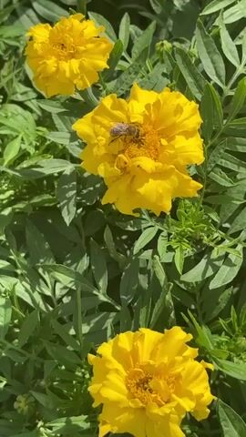 A close-up video shows a bee collecting nectar from a yellow marigold flower. The bee is positioned in the center of the flower, with its body partially obscured by the petals. The flower is surrounded by lush green foliage. The video is shot in bright, natural light, highlighting the vibrant colors of the flower and the bee. The camera focuses on the bee and the flower, creating a shallow depth of field that blurs the background. The video is edited with a slight zoom-in effect, bringing the viewer closer to the action. There are two other yellow marigold flowers visible in the background, also in bloom. The footage suggests a warm, sunny day in a garden or natural setting.