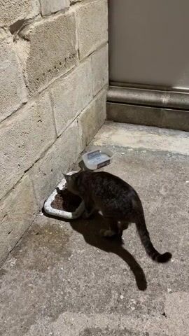 A domestic shorthair cat with tabby markings is eating kibble from a white food bowl on a concrete surface next to a rough-hewn stone wall. Behind the cat and to the right, a clear plastic container with a lid, possibly a food storage container, sits on the concrete. The cat is positioned with its back to the camera, facing the food bowl. The lighting suggests it is nighttime or a poorly lit area.