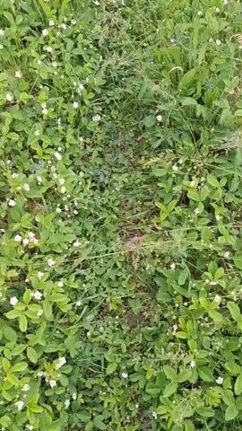 The video shows a ground-level view of a dense patch of greenery, primarily consisting of wild strawberry plants with white blossoms and green leaves. Other types of grass and weeds are also present. There's a slightly discernible path running through the middle of the frame where the plants are less dense. The camera appears to be held still.