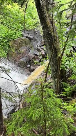 A vertical shot shows a waterfall cascading down a rocky incline surrounded by lush green trees and foliage. The water is white and frothy as it falls, mixing with a yellow-brown stream of water flowing from the top right of the frame. The trees in the foreground are tall and slender, with dark bark and green needles. The overall impression is one of a wild and natural environment.