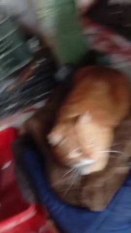 The video shows an orange cat lying on a pile of blankets. The cat is looking at the camera with its eyes partially closed. The background is cluttered with various objects, including a black plastic crate, a red plastic bin, and other assorted items. The lighting is dim.