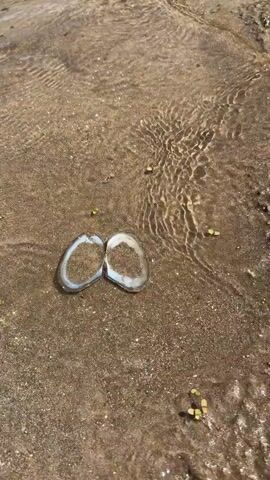 A long, vertical shot shows two halves of an oyster shell lying open on a sandy lake bed. The shell halves are mostly white with a thin black outline. The inside of the shell is filled with brown sand. The shell sits in shallow, clear water, which is rippling and flowing over the sand. Small green plants grow sparsely in the sand. The water reflects sunlight, creating shimmering patterns. The sand is a light brown color. The overall scene is peaceful and natural, with the gentle movement of the water.