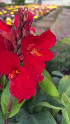 The camera focuses on a cluster of red canna lily flowers, showing detail and some water droplets on the petals. In the background, other potted plants and flowers are visible, suggesting a greenhouse or nursery environment with a blurred, translucent roof. The flowers are centered and fill the frame, standing out against the green foliage and softer background colors.