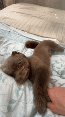 Sleepy dog yawns and lounges on a patterned bed
