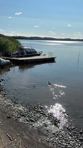 A drone shot begins by showing a wide view of a lake on a sunny day. Reeds line the left shore, and a small dock extends into the water, with a boat tied to it. The boat is white with black trim and has a license plate that reads "EA 0040 RUS 53". A duck swims in the clear, shallow water near the shore. The drone then zooms in on the duck, which is a mallard. The duck swims lazily in the sun-dappled water. The drone continues to zoom in, providing a close-up of the duck's face. The video ends with a shot of the duck swimming away from the camera.