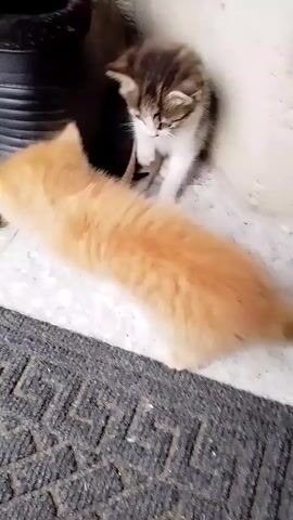 Two young kittens are interacting. One, a ginger kitten, is on its back, kicking its legs in the air, appearing playful. The other, a tabby and white kitten, is standing over it, looking down with curiosity. They are near a dark boot and a wall, with a doormat in the foreground. The scene appears to be outdoors, possibly near an entrance, as suggested by the doormat and the rough texture of the ground. The lighting suggests it could be daytime.