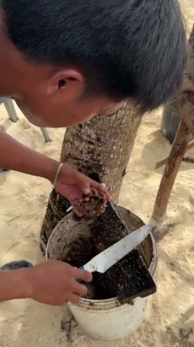 Sea urchin preparation observed on General Luna beach