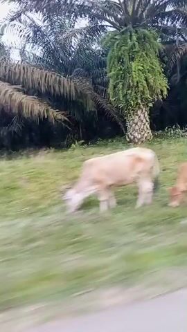 The video shows a blurry, outdoor scene with two light-colored cows grazing in a grassy area with palm trees in the background. The camera appears to be moving, causing a motion blur effect. The lighting suggests it is daytime.