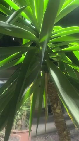 This is a close-up video of a Yucca plant, likely taken at night or in a dimly lit area due to the artificial lighting highlighting the green leaves. The camera is positioned below the plant, looking upwards towards the crown of leaves. The lighting creates a dramatic effect, with some leaves brightly illuminated and others in shadow. The trunk of the Yucca is rough and fibrous, characteristic of its species. In the background, there are hints of a domestic or garden setting, with what appears to be a terracotta pot and possibly other plants or structures out of focus. The focus is primarily on the texture and form of the Yucca's leaves and trunk. There is no text visible in the video. The overall mood is calm and possibly a little mysterious due to the lighting. The location context of Shaar HaNegev Regional Council, Israel, suggests this is an outdoor setting in a semi-arid or Mediterranean climate where Yucca plants are commonly grown.