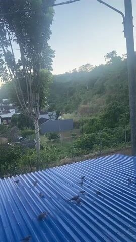 The video pans across a group of small birds gathered on a blue corrugated metal roof. The birds are scattered across the roof, some are facing left and some are facing right, and they appear to be stationary. In the background, there is a lush green hillside covered in trees and vegetation, with a few houses visible among the trees. The sky is clear and bright, suggesting it is daytime. A tall, thin pole with what appears to be a light fixture is visible on the right side of the frame.