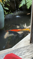 Colorful koi fish observed in pond in Ubud, Indonesia
