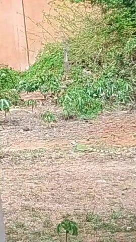 A bright green iguana walks across a dry, dusty ground. Behind the iguana are several small plants with green leaves. Behind the plants, there is dense green foliage, and behind that is a light brown wall.