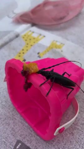 A black beetle with long antennae is on the edge of a bright pink toy bucket, eating a piece of food. The bucket is on a surface with a pattern of yellow giraffes.