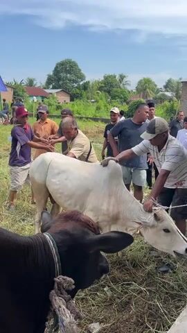 In a grassy, open-air setting, a group of about a dozen men is gathered around a white cow, some holding onto ropes attached to its head. One man is leaning over the cow's back. To the left, a dark brown cow stands in the foreground. The men are of varying ages and are dressed in casual clothing, including shirts, shorts, hats, and caps. In the background, there are simple houses and trees, suggesting a rural or semi-rural environment. The sky is partly cloudy. The overall impression is that the men are trying to control or restrain the white cow.