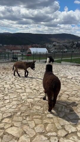 The video shows a donkey and an alpaca on a cobblestone surface. The donkey is brown and walks towards the left of the frame, while the alpaca, which is mostly brown with a white and black neck, faces away from the camera. In the background, there is a fence, buildings, trees, and a hilly landscape under a cloudy sky. The scene appears to be an outdoor enclosure in a rural or suburban area.