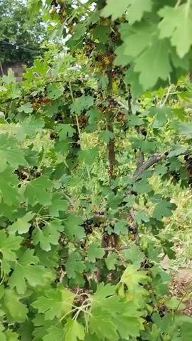 The video shows a close-up of a bush with green leaves and clusters of black berries. The berries are small and round, and they are hanging from thin stems. The bush is in a garden or yard, with other green plants in the background. The camera is moving slightly, and the lighting is natural.