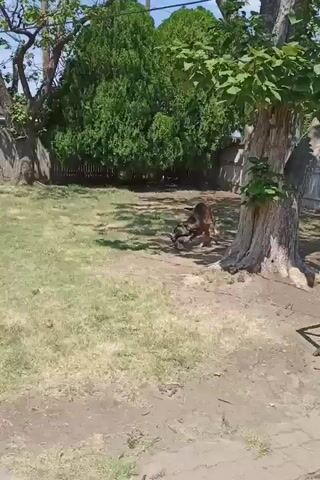 A brown dog with black markings is playing in a grassy yard. The dog is carrying a large stick in its mouth. The dog is running and jumping, and it appears to be enjoying itself. The yard is enclosed by a wooden fence, and there are trees and bushes in the background. The weather is sunny.