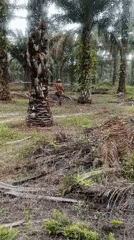 Workers moving through an Indonesian oil palm plantation