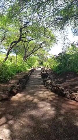 The video shows a path through a wooded area. The path appears to be paved with a light tan material and is bordered on both sides by dark brown rocks. Trees with green leaves arch overhead, casting dappled shadows on the path. Dense green bushes and shrubs line the sides of the path. The sky is visible through the trees.