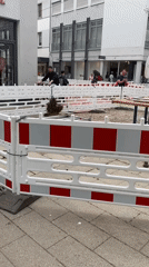 Insect swarm spotted at construction site in Landau, Germany